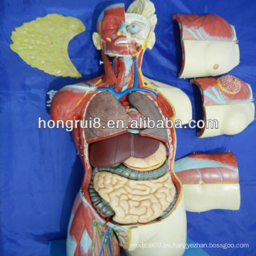 85CM (20parts) Anatómica Anatomía humana Modelo de torso de doble sexo femenino y masculino